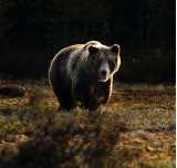Løbende bjørn