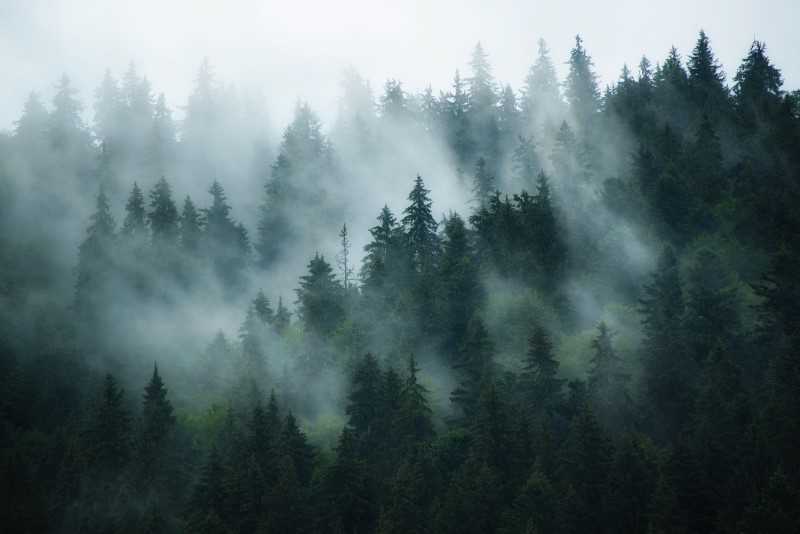 Skov i tågebanke