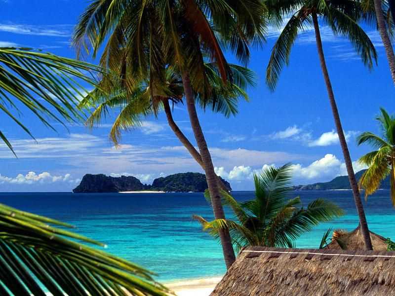 En strand med palmetræer på Hawaii