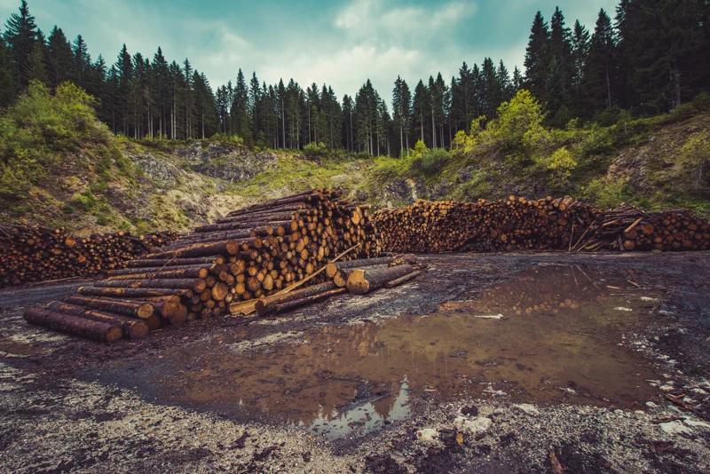 skov med tømmer i forgrunden